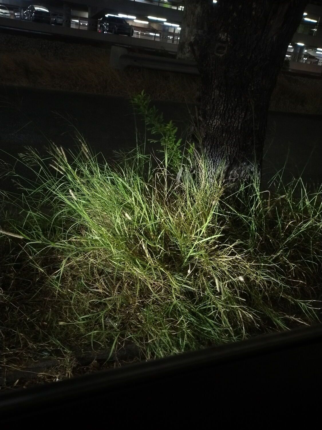 Zacate silvestre iluminado en la noche, al pie de un árbol junto a un estacionamiento.